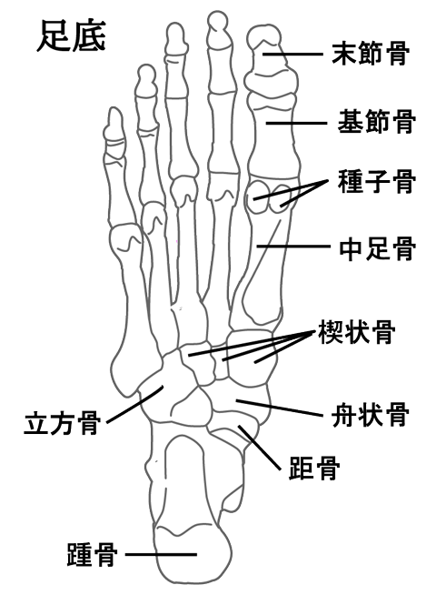 足裏の骨